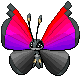 vivillon_front (3)